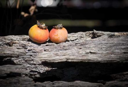 Fuyu Persimmon Tree Among Top Varieties Image